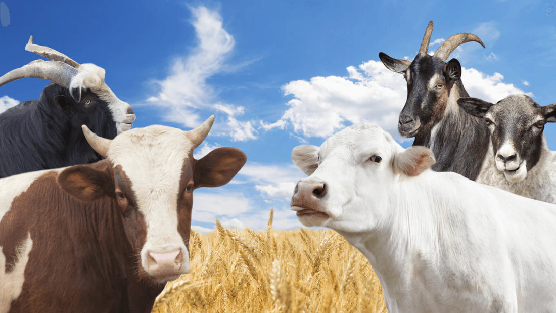 Cow Milk vs. Goat Milk Baby Formula: What’s the Difference?