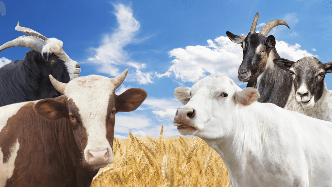 Cow Milk vs. Goat Milk Baby Formula: What’s the Difference?